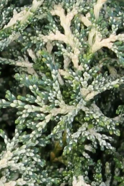 Marie's White Dwarf Hinoki Cypress - Chamaecyparis Obtusa 'Mariesii - 5 Gallon Pot 14 Marie's White Dwarf Hinoki Cypress - Chamaecyparis Obtusa 'Mariesii - 5 Gallon Pot -Wilson Bros Gardens Cypress Hinoki Mariessii 5