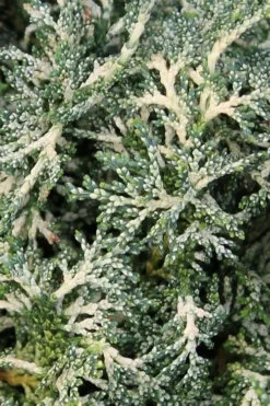 Marie's White Dwarf Hinoki Cypress - Chamaecyparis Obtusa 'Mariesii - 5 Gallon Pot 15 Marie's White Dwarf Hinoki Cypress - Chamaecyparis Obtusa 'Mariesii - 5 Gallon Pot -Wilson Bros Gardens Cypress Hinoki Mariessii 6