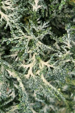 Marie's White Dwarf Hinoki Cypress - Chamaecyparis Obtusa 'Mariesii - 5 Gallon Pot 16 Marie's White Dwarf Hinoki Cypress - Chamaecyparis Obtusa 'Mariesii - 5 Gallon Pot -Wilson Bros Gardens Cypress Hinoki Mariessii 7