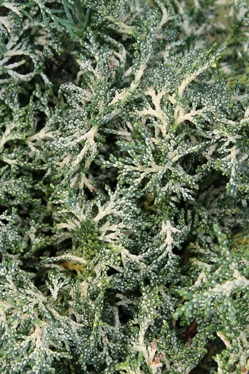 Marie's White Dwarf Hinoki Cypress - Chamaecyparis Obtusa 'Mariesii - 5 Gallon Pot 9 Marie's White Dwarf Hinoki Cypress - Chamaecyparis Obtusa 'Mariesii - 5 Gallon Pot - Image 9