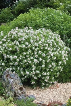 Eternal Fragrance Pink Summer Daphne - Daphne X Transatlantica 'BLAFRA' - 1 Gallon Pot -Wilson Bros Gardens Daphne Eternal Fragrance 5