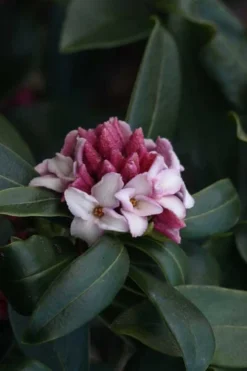 Zuiko Nishiki Winter Daphne Odora - 2 Gallon Pot 9 Zuiko Nishiki Winter Daphne Odora - 2 Gallon Pot -Wilson Bros Gardens Daphne Odora Zuiko Nishiki 6