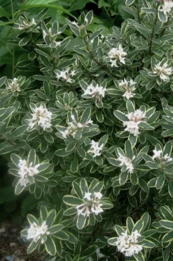 Summer Ice Daphne - 1 Gallon Pot -Wilson Bros Gardens Daphne Summer Ice 6