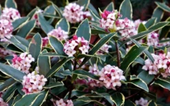 Variegated Pink Winter Daphne - 1 Gallon Pot -Wilson Bros Gardens Daphne odora Aureo Marginata