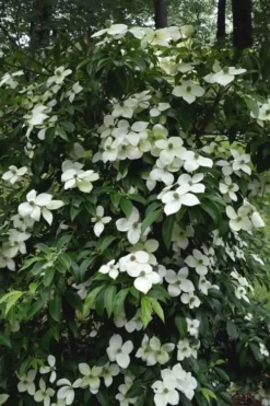 Empress Of China Dogwood - 7 Gallon Pot (4-5') 11 Empress Of China Dogwood - 7 Gallon Pot (4-5') -Wilson Bros Gardens Dogwood Empress Of China 35 2