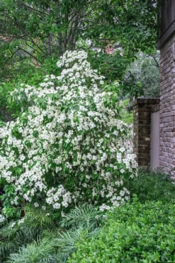 Empress Of China Dogwood - 5 Gallon Pot 10 Empress Of China Dogwood - 5 Gallon Pot -Wilson Bros Gardens Dogwood Empress Of China 500x750 2