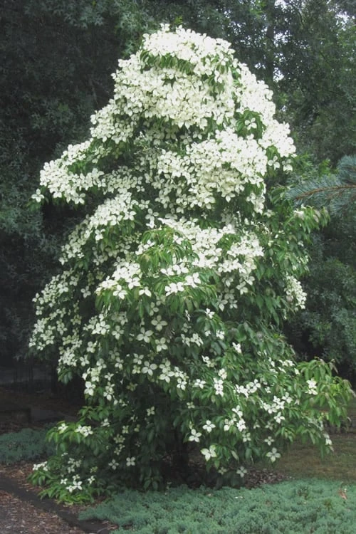 Empress Of China Dogwood - 5 Gallon Pot 6 Empress Of China Dogwood - 5 Gallon Pot - Image 6