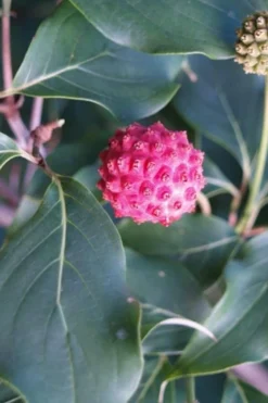 Empress Of China Dogwood - 5 Gallon Pot 13 Empress Of China Dogwood - 5 Gallon Pot -Wilson Bros Gardens Dogwood Empress of China 31 1