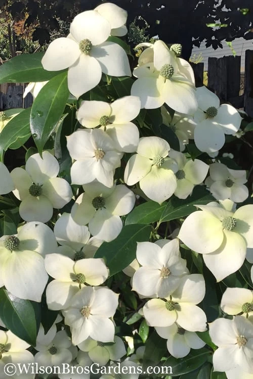 Empress Of China Dogwood - 7 Gallon Pot (4-5') 1 Empress Of China Dogwood - 7 Gallon Pot (4-5')