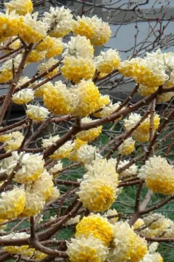 Edgeworthia Chrysantha Paper Bush - 7 Gallon Pot -Wilson Bros Gardens Edgeworthia 4 500x700 2