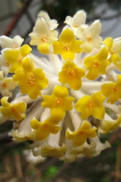 Edgeworthia Chrysantha Paper Bush - 7 Gallon Pot -Wilson Bros Gardens Edgeworthia BS 1