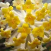 Winter Gold Edgeworthia Chrysantha - Paper Bush - 3 Gallon Pot
