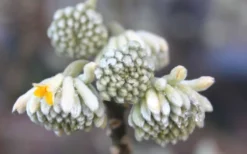 Winter Gold Edgeworthia Chrysantha - Paper Bush - 3 Gallon Pot -Wilson Bros Gardens Edgeworthia Flower Buds