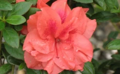 Autumn Monarch Encore Azalea - 1 Gallon Pot -Wilson Bros Gardens Encore Azalea Autumn Monarch 4 50