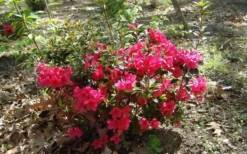 Autumn Ruby Encore Azalea - 1 Gallon Pot 9 Autumn Ruby Encore Azalea - 1 Gallon Pot -Wilson Bros Gardens Encore Azalea Autumn Ruby 5