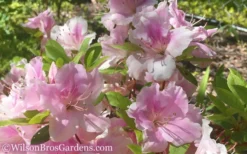 Autumn Sweetheart Encore Azalea - 1 Gallon Pot -Wilson Bros Gardens Encore Azalea Autumn Sweetheart 51