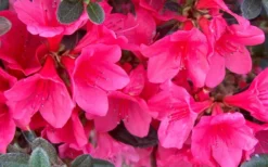 Autumn Ruby Encore Azalea - 1 Gallon Pot 8 Autumn Ruby Encore Azalea - 1 Gallon Pot -Wilson Bros Gardens Encore Azalea Ruby