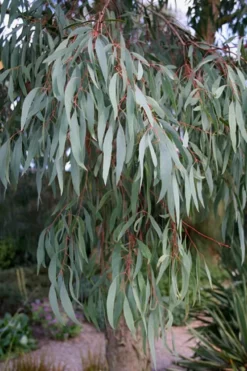 Angus Cold Hardy Eucalyptus Tree (Eucalyptus Nicholii) - 3 Gallon Pot -Wilson Bros Gardens Eucalyptus Angus 15 4
