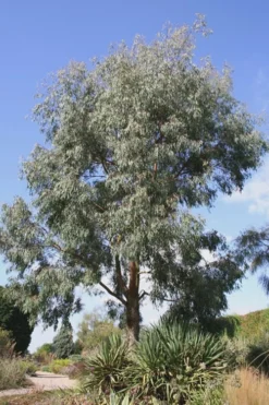 Angus Cold Hardy Eucalyptus Tree (Eucalyptus Nicholii) - Quart Pot -Wilson Bros Gardens Eucalyptus Angus 16 2