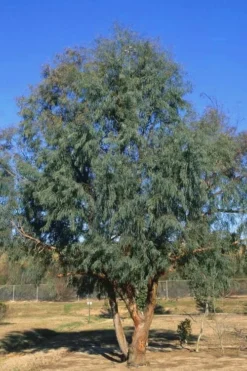 Angus Cold Hardy Eucalyptus Tree (Eucalyptus Nicholii) - 3 Gallon Pot -Wilson Bros Gardens Eucalyptus Angus 17 4