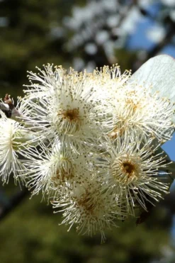 Bluey Cold Hardy Eucalyptus Tree (Eucalyptus Pulverulenta) - 1 Gallon Pot -Wilson Bros Gardens Eucalyptus Bluey 6 1