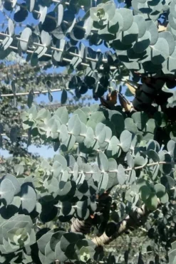 Bluey Cold Hardy Eucalyptus Tree (Eucalyptus Pulverulenta) - 6 Pack Of 1 Gallon Pots -Wilson Bros Gardens Eucalyptus Bluey 8 5
