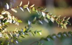 Funky Monkey Cold Hardy Eucalyptus Tree (Eucalyptus Parvula) - 6 Pack Of 1 Gallon Pots -Wilson Bros Gardens Eucalyptus Funky Monkey Leaves 2