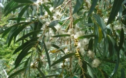 Funky Monkey Cold Hardy Eucalyptus Tree (Eucalyptus Parvula) - 3 Gallon Pot -Wilson Bros Gardens Eucalyptus Funky Monkey Leaves Mature