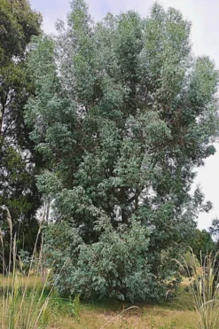 Luna Cold Hardy Eucalyptus Tree (Eucalyptus Perriniana) - 1 Gallon Pot -Wilson Bros Gardens Eucalyptus Luna 5