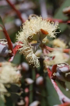 Luna Cold Hardy Eucalyptus Tree (Eucalyptus Perriniana) - 1 Gallon Pot -Wilson Bros Gardens Eucalyptus Luna 6