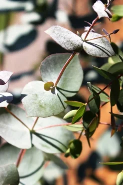 Maggie Cold Hardy Eucalyptus Tree (Eucalyptus Nova Anglica) - 3 Gallon Pot -Wilson Bros Gardens Eucalyptus Maggie 10 1