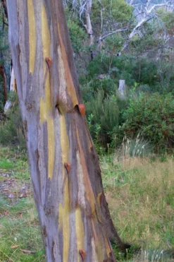 Sheila Cold Hardy Eucalyptus Tree (Eucalyptus Stellulata) - 6 Pack Of 1 Gallon Pots 15 Sheila Cold Hardy Eucalyptus Tree (Eucalyptus Stellulata) - 6 Pack Of 1 Gallon Pots -Wilson Bros Gardens Eucalyptus Sheila 10 1