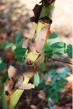 Sheila Cold Hardy Eucalyptus Tree (Eucalyptus Stellulata) - Quart Pot -Wilson Bros Gardens Eucalyptus Sheila 9