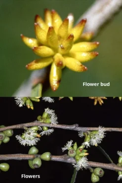 Skinny Minny Hardy Eucalyptus Tree (Eucalyptus Moorei) - Quart Pot -Wilson Bros Gardens Eucalyptus Skinny Minny 1