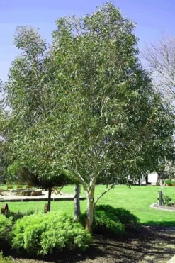 Snow Day Cold Hardy Eucalyptus Tree (Eucalyptus Gregsoniana) - 3 Gallon Pot 9 Snow Day Cold Hardy Eucalyptus Tree (Eucalyptus Gregsoniana) - 3 Gallon Pot -Wilson Bros Gardens Eucalyptus Snow Day 2 1