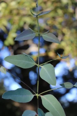 Grace Cold Hardy Eucalyptus Tree (Eucalyptus Elliptica) - 3 Quart Pot -Wilson Bros Gardens Eucalytptus Grace BS 2
