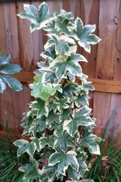 Angyo Star Fatshedera - 3 Gallon Pot -Wilson Bros Gardens Fatshedera Angyo Star 3