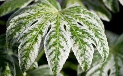 Spider's Web Fatsia - Japanese Aralia Paper Plant - 2 Gallon Pot -Wilson Bros Gardens Fatsia Spider Web close Up