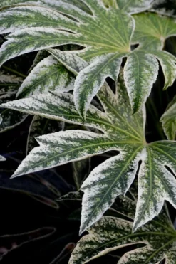 Spider's Web Fatsia - Japanese Aralia Paper Plant - 2 Gallon Pot -Wilson Bros Gardens Fatsia Spiders Web 24