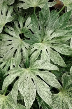 Spider's Web Fatsia - Japanese Aralia Paper Plant - 2 Gallon Pot -Wilson Bros Gardens Fatsia Spiders Web 33