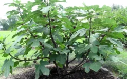 Chicago Cold Hardy Fig Tree - 3 Gallon Pot -Wilson Bros Gardens Fig Chicago Cold Hardy 1
