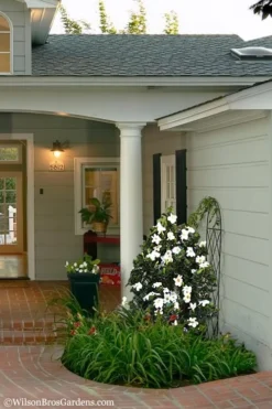 Diamond Spire Gardenia - 3 Gallon Pot -Wilson Bros Gardens Gardenia Diamond Spire 5