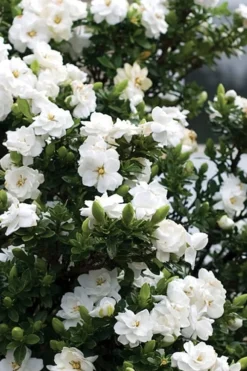 Double Mint Gardenia - 6 Pack Of 1 Gallon Pots -Wilson Bros Gardens Gardenia Double Mint 2