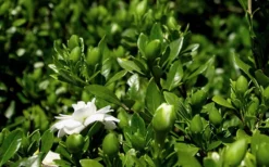 Double Mint Gardenia - 6 Pack Of 1 Gallon Pots -Wilson Bros Gardens Gardenia Double Mint 7