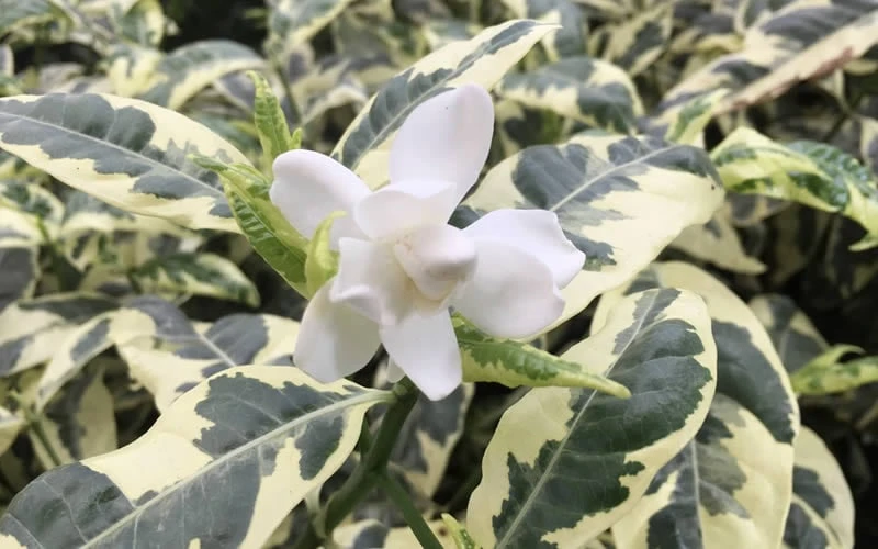 Variegated Gardenia - 1 Gallon Pot 4 Variegated Gardenia - 1 Gallon Pot - Image 4