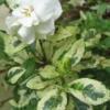 Variegated Gardenia - 1 Gallon Pot