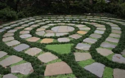 Kyoto Super Dwarf Mondo Grass - 3 Pack Of Pint Pots -Wilson Bros Gardens Grass Mondo Super Dwarf 2