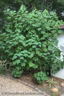Confederate Rose Hibiscus - Rose Mallow - 3 Gallon Pot -Wilson Bros Gardens Hibiscus Confederate Rose Shrub 1 500x700 1