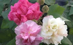 Confederate Rose Hibiscus - Rose Mallow - 3 Gallon Pot -Wilson Bros Gardens Hibiscus Mutabilis Confederate Rose