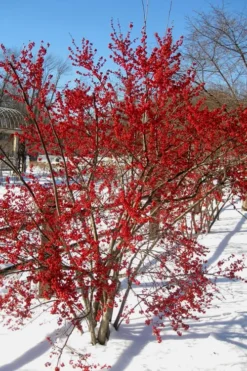 Male & Female Winterberry Holly Combo (2-Pack Of 3 Gallon Pots) -Wilson Bros Gardens Holly Winter Red 2